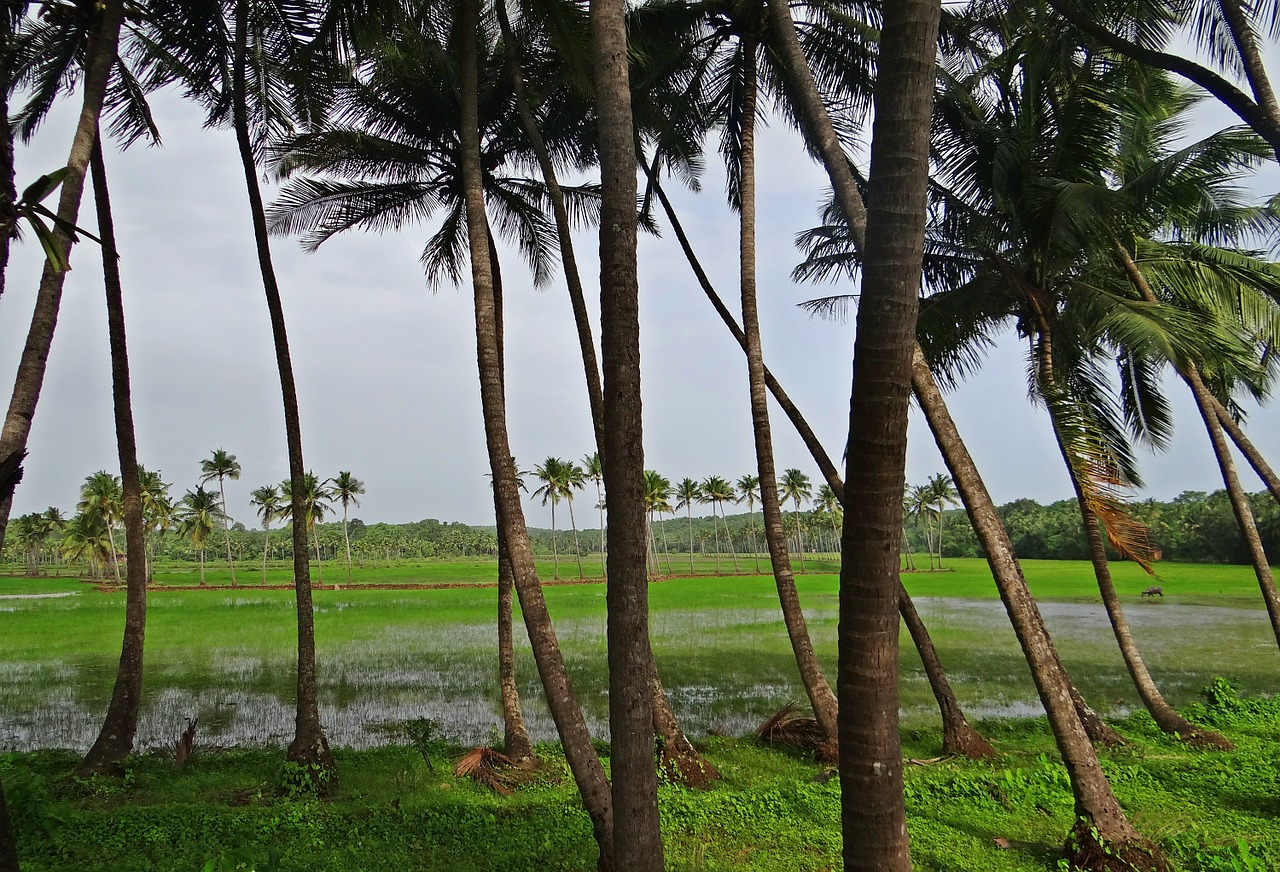 coconut groves pasture field free photo