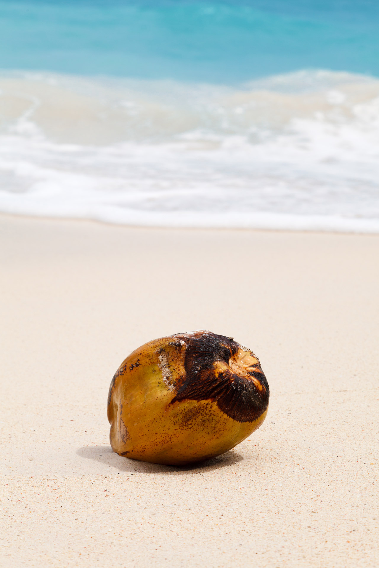 coconut tropical ocean free photo