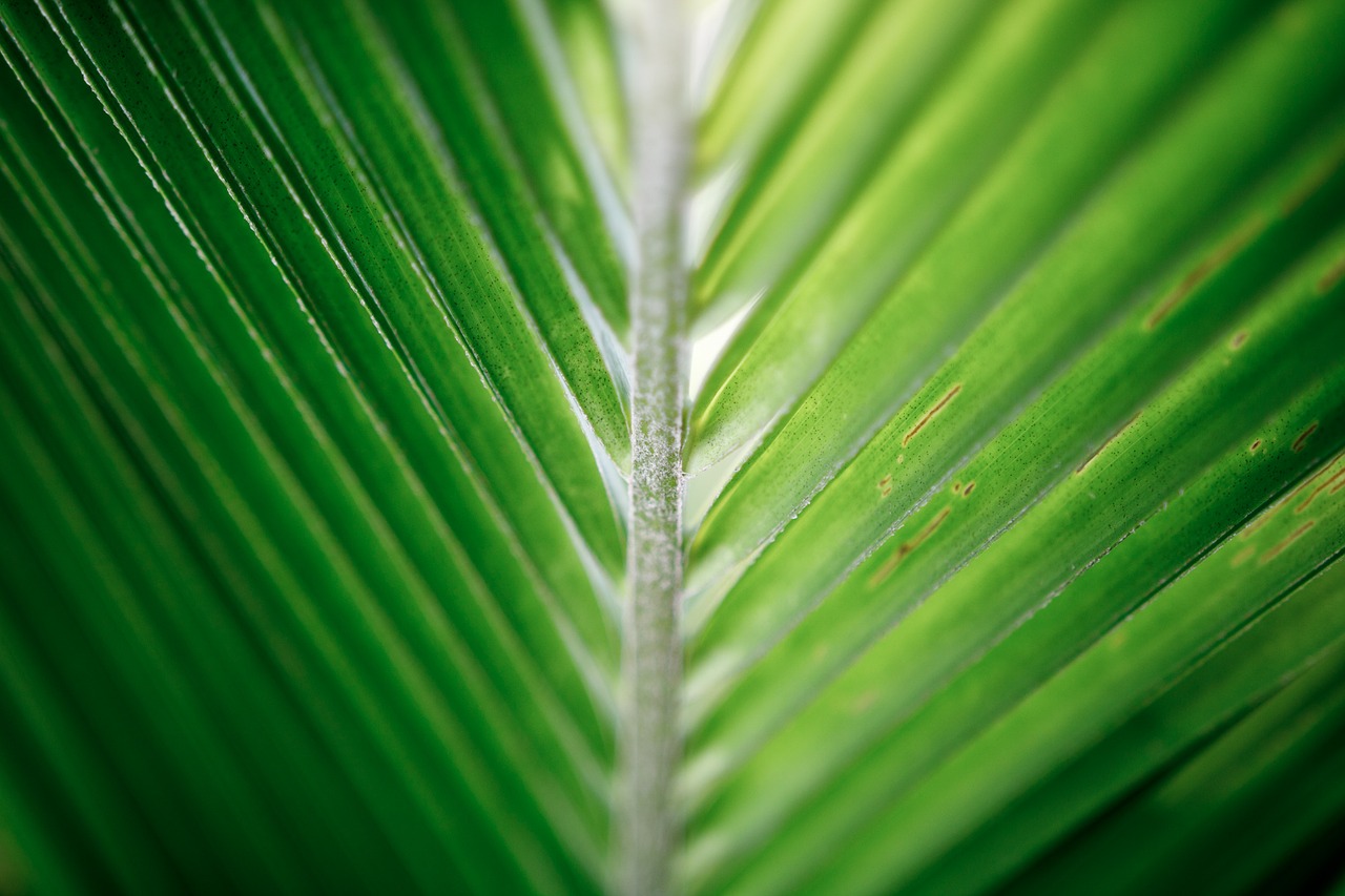 coconut leaf palm tropical free photo