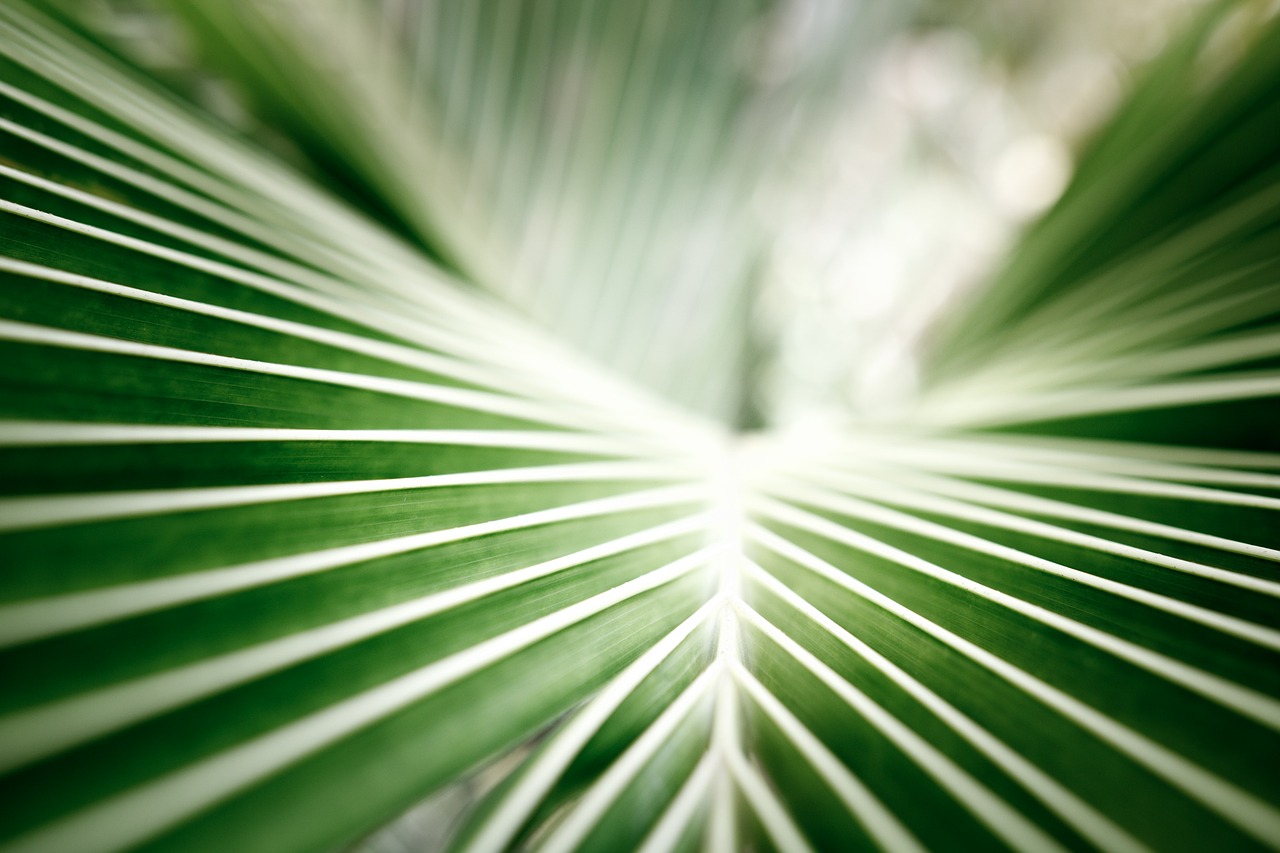 coconut leaf palm tropical free photo