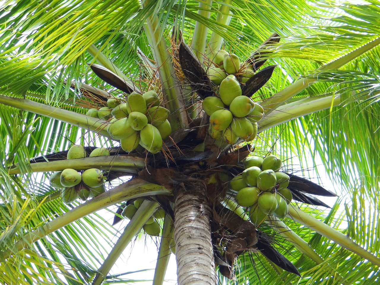 coconut palm dharwad india free photo