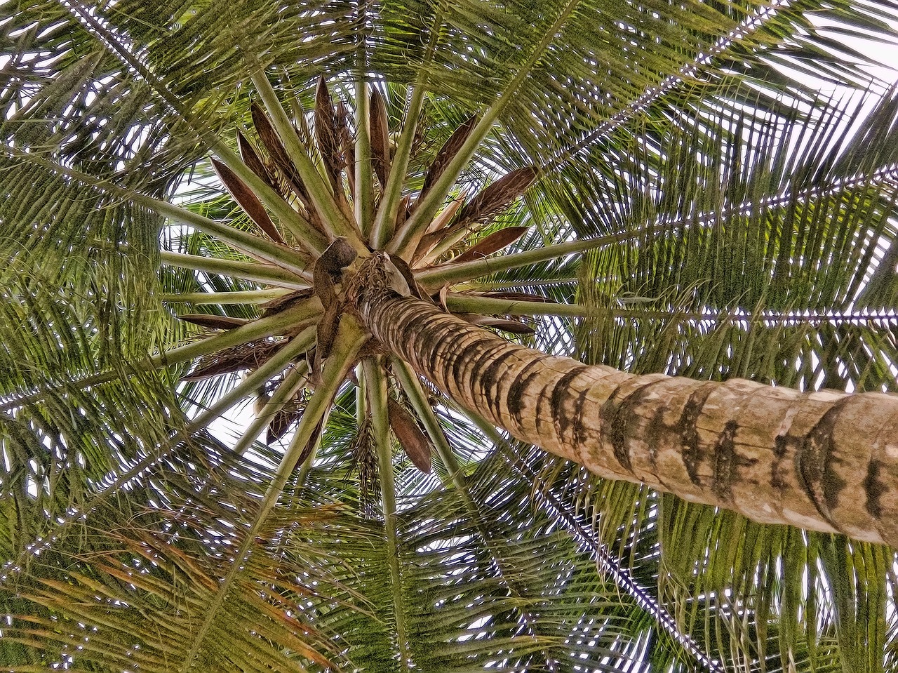 coconut palm coconut tree free photo