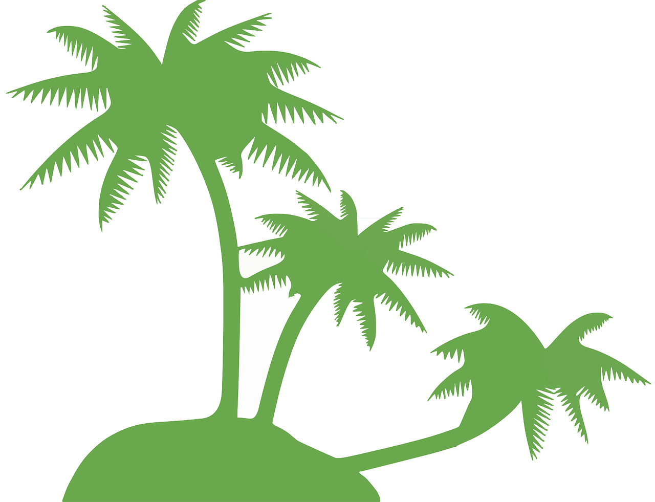 coconut palm palm tree trees free photo