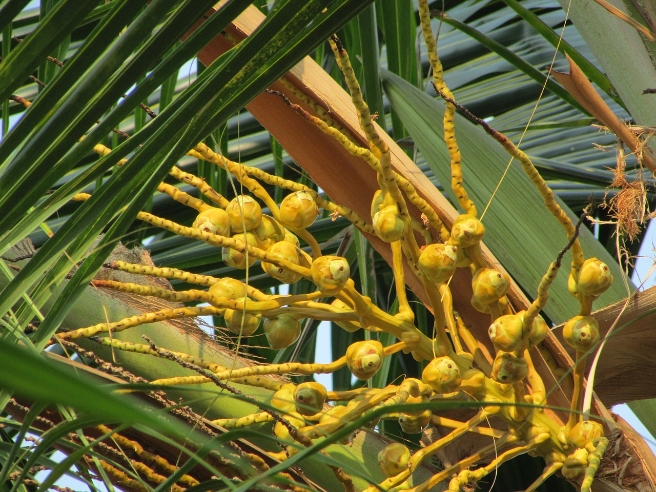coconut palm seeds india free photo