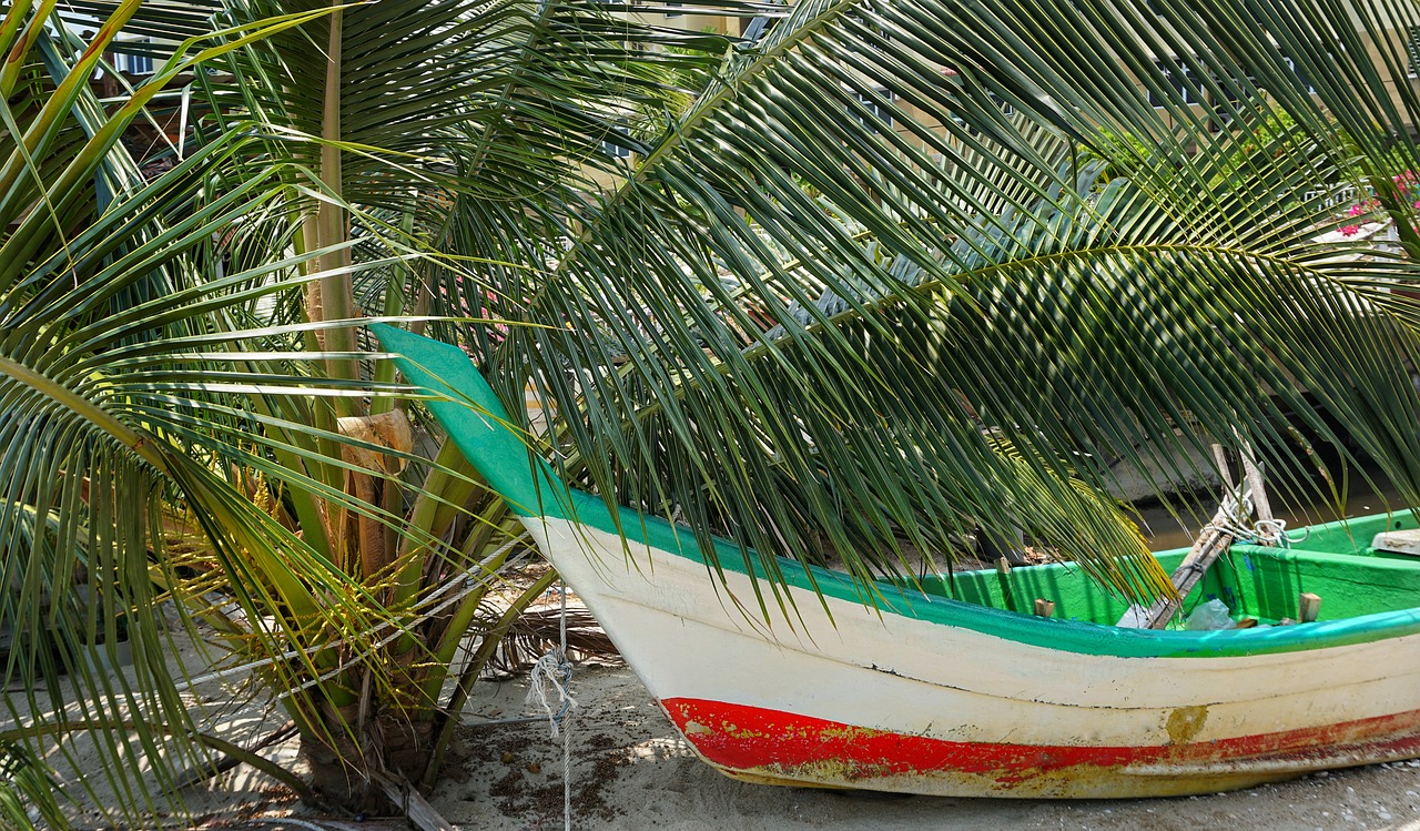 coconut palm  shade  boat free photo