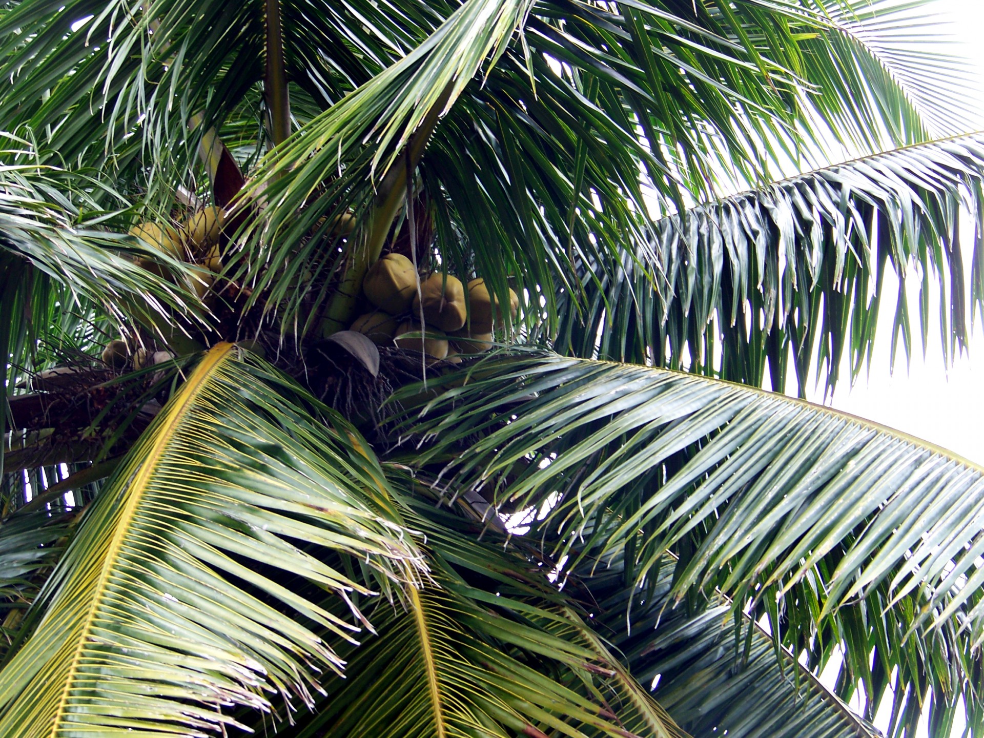 coconut water coconut milk coconuts free photo