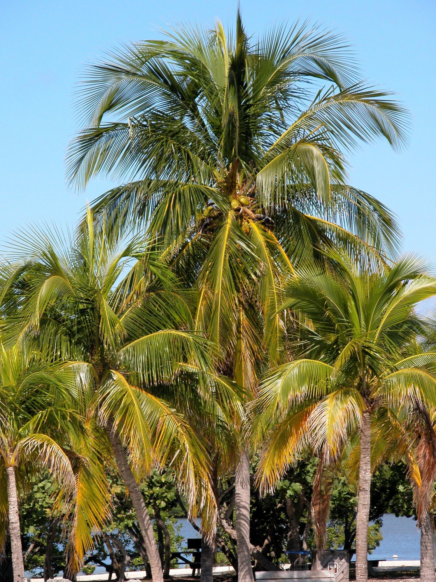 coconut palm tree palms free photo