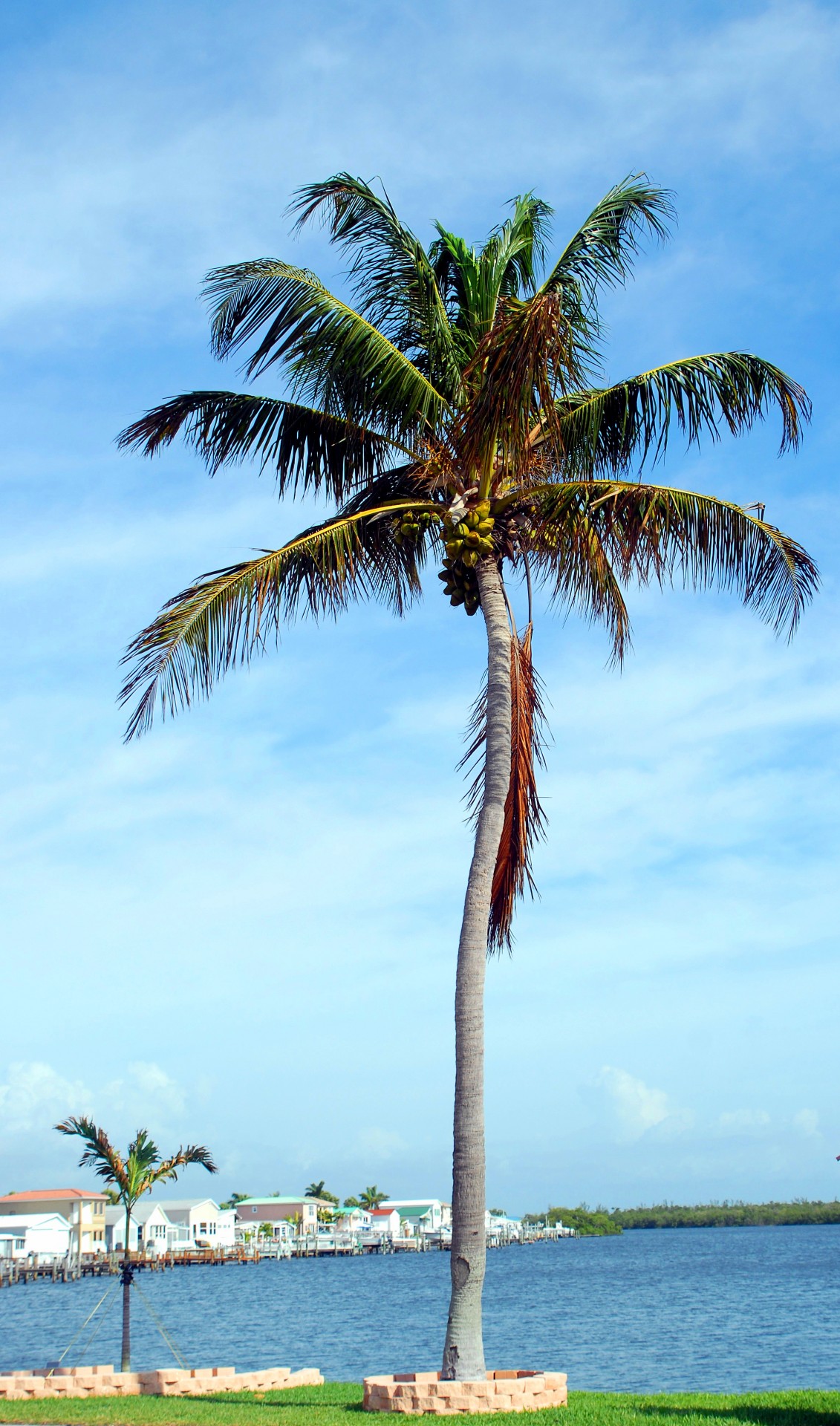 coconut tree palm tree tree free photo