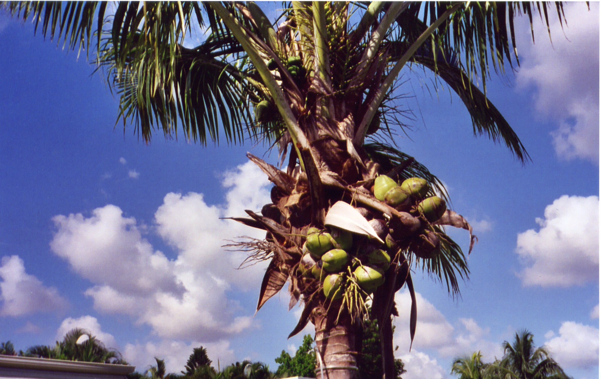 coconut palm tree free photo