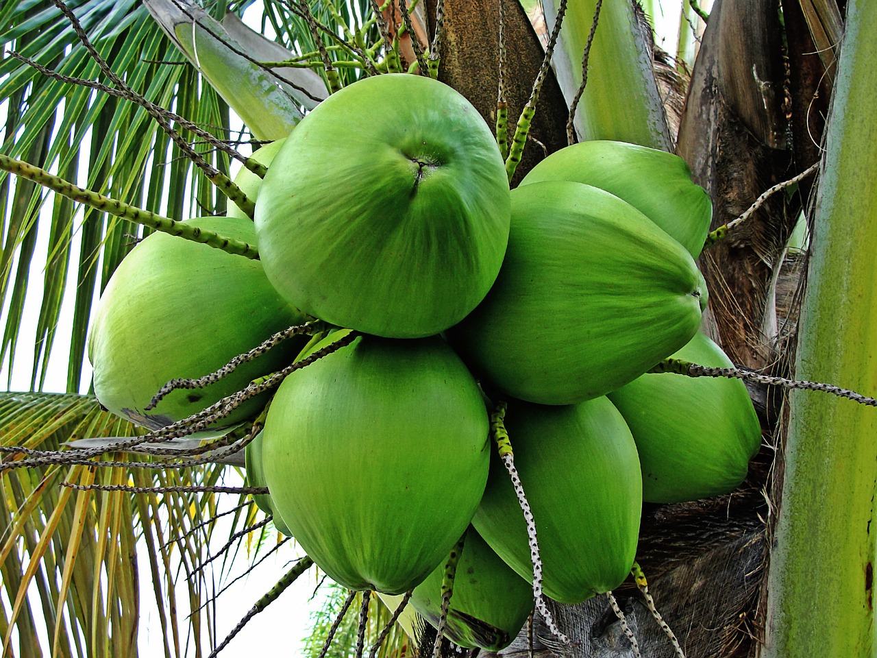 coconut tree green coconuts tropical plant free photo