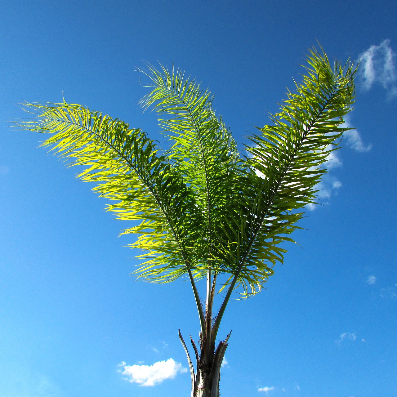 coconut tree nature blue sky free photo