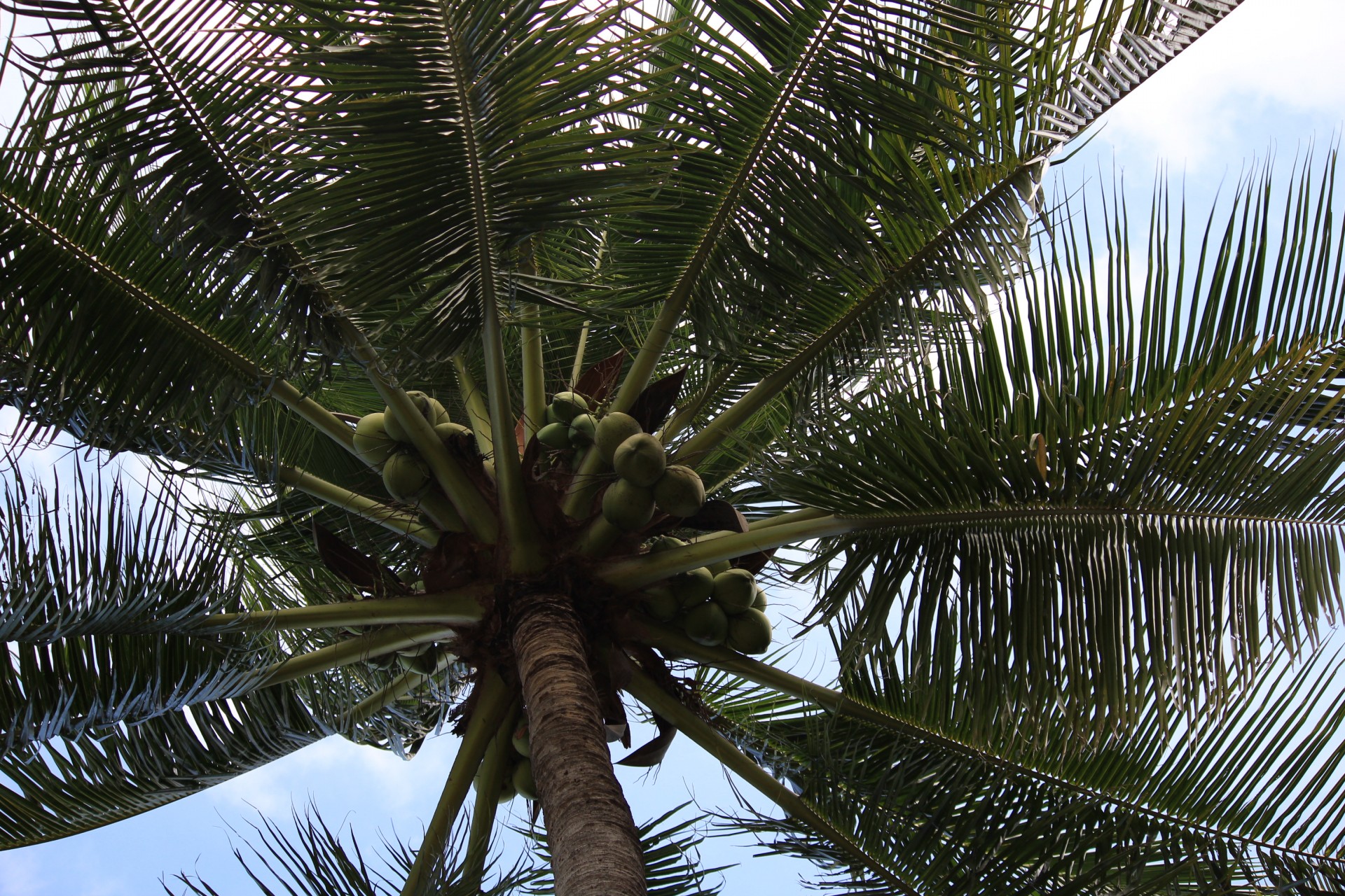coconut tree coconut fruits free photo