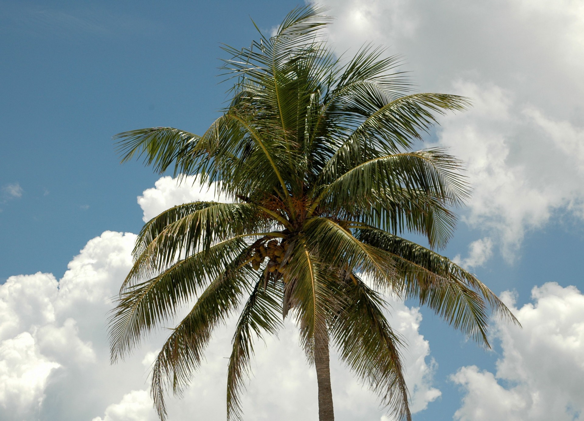 background beach blue free photo