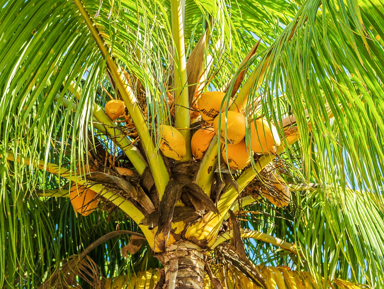coconut tree coconut palm fruit free photo