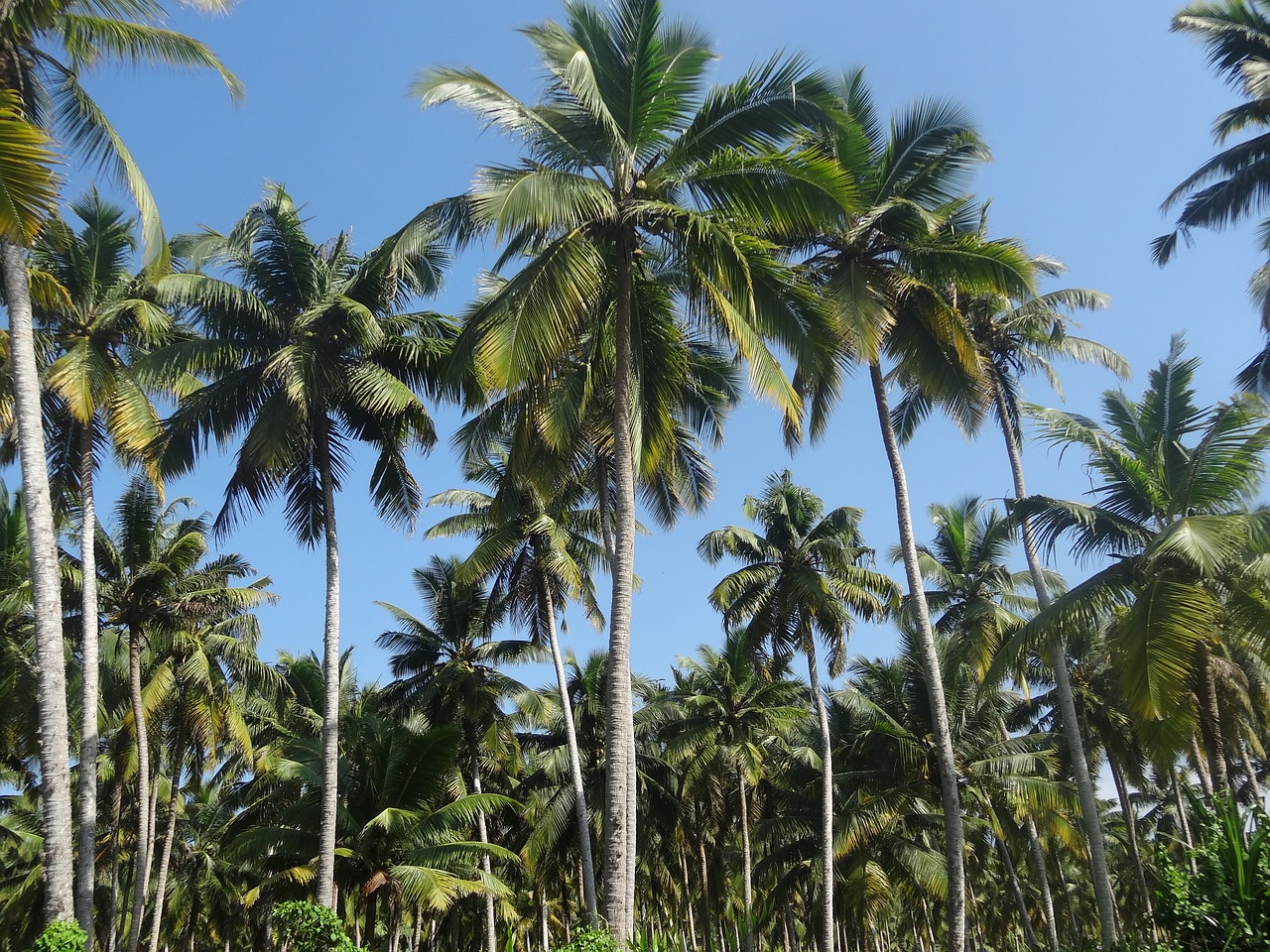coconut tree plantation coconut free photo