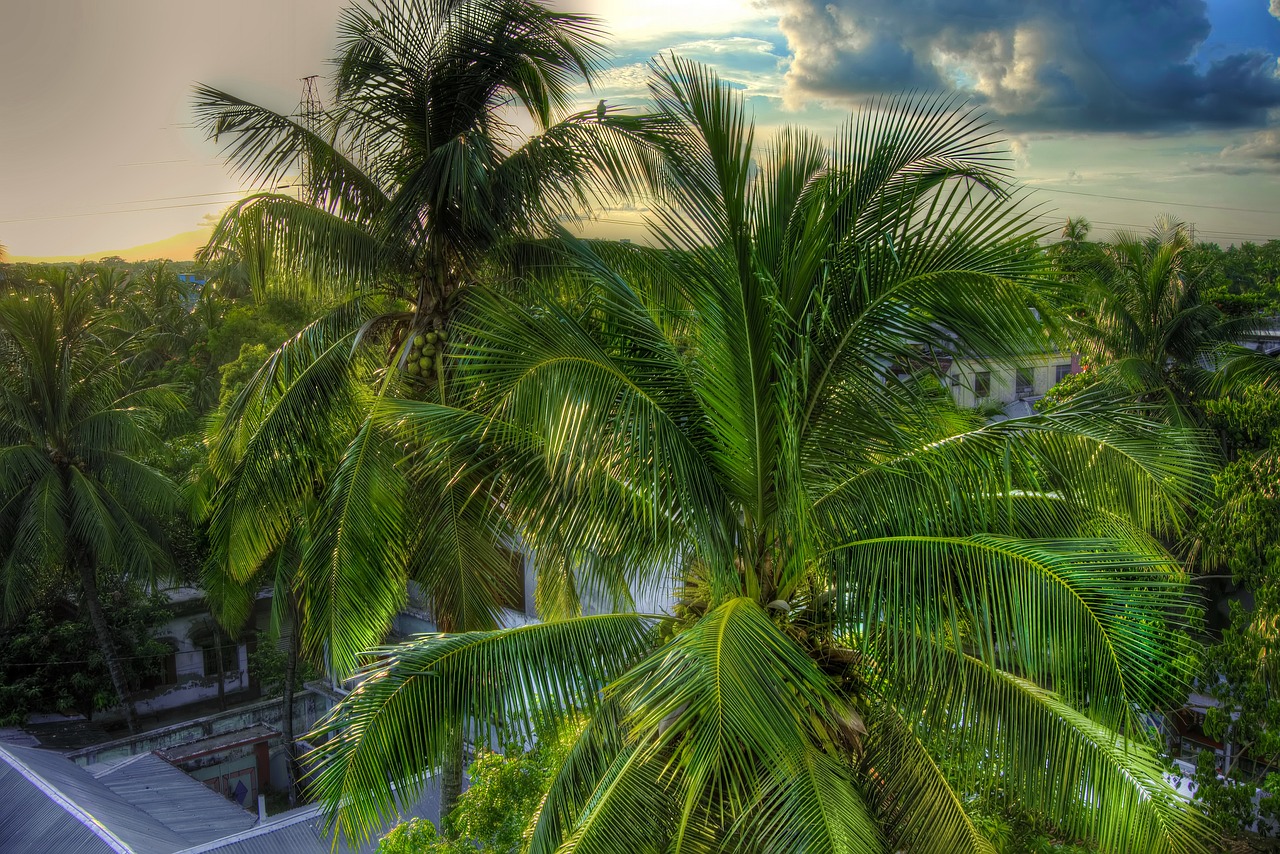 coconut tree tree green free photo