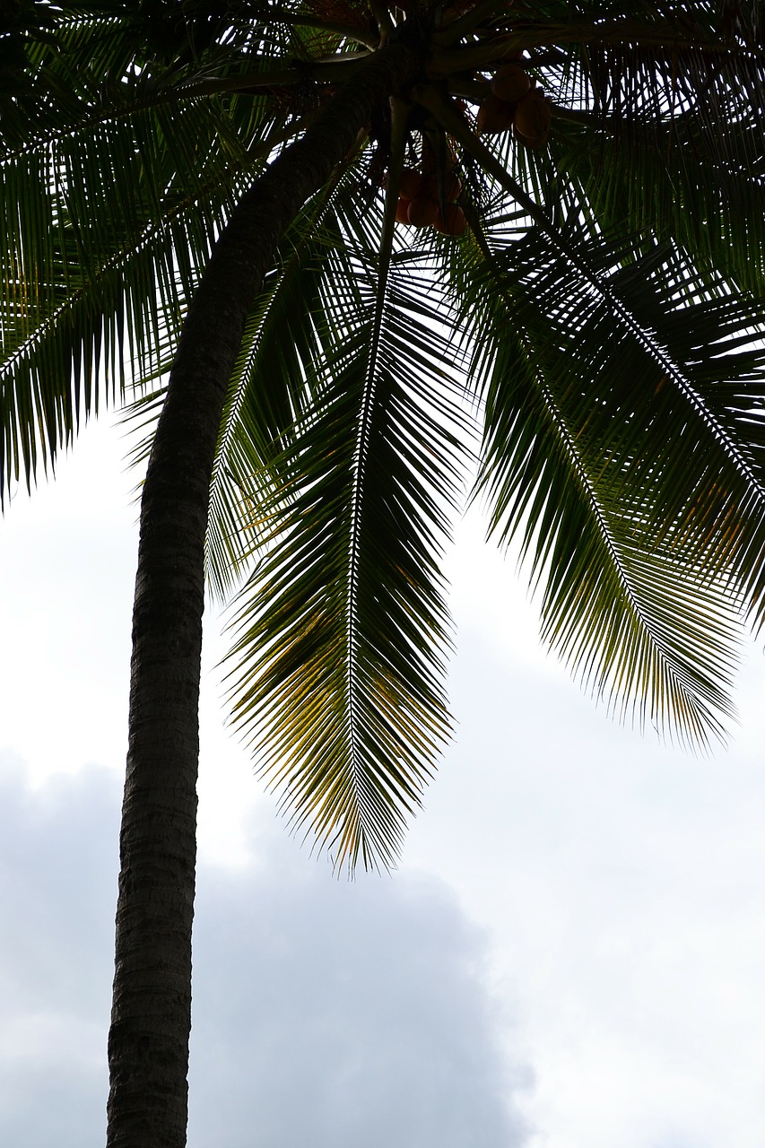 coconut tree palm palm tree free photo