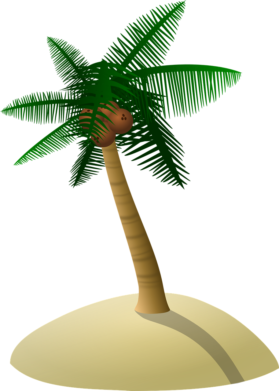 coconut tree palm tree dune free photo