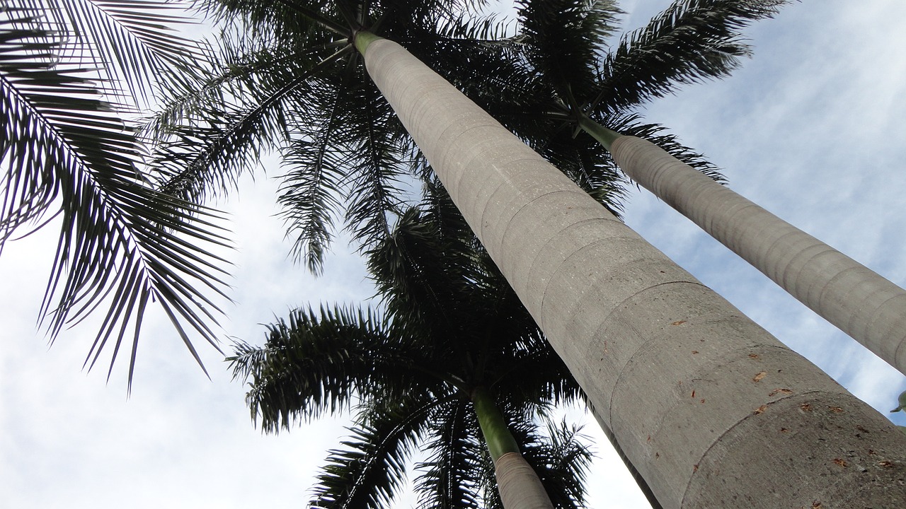 coconut tree light ceu free photo