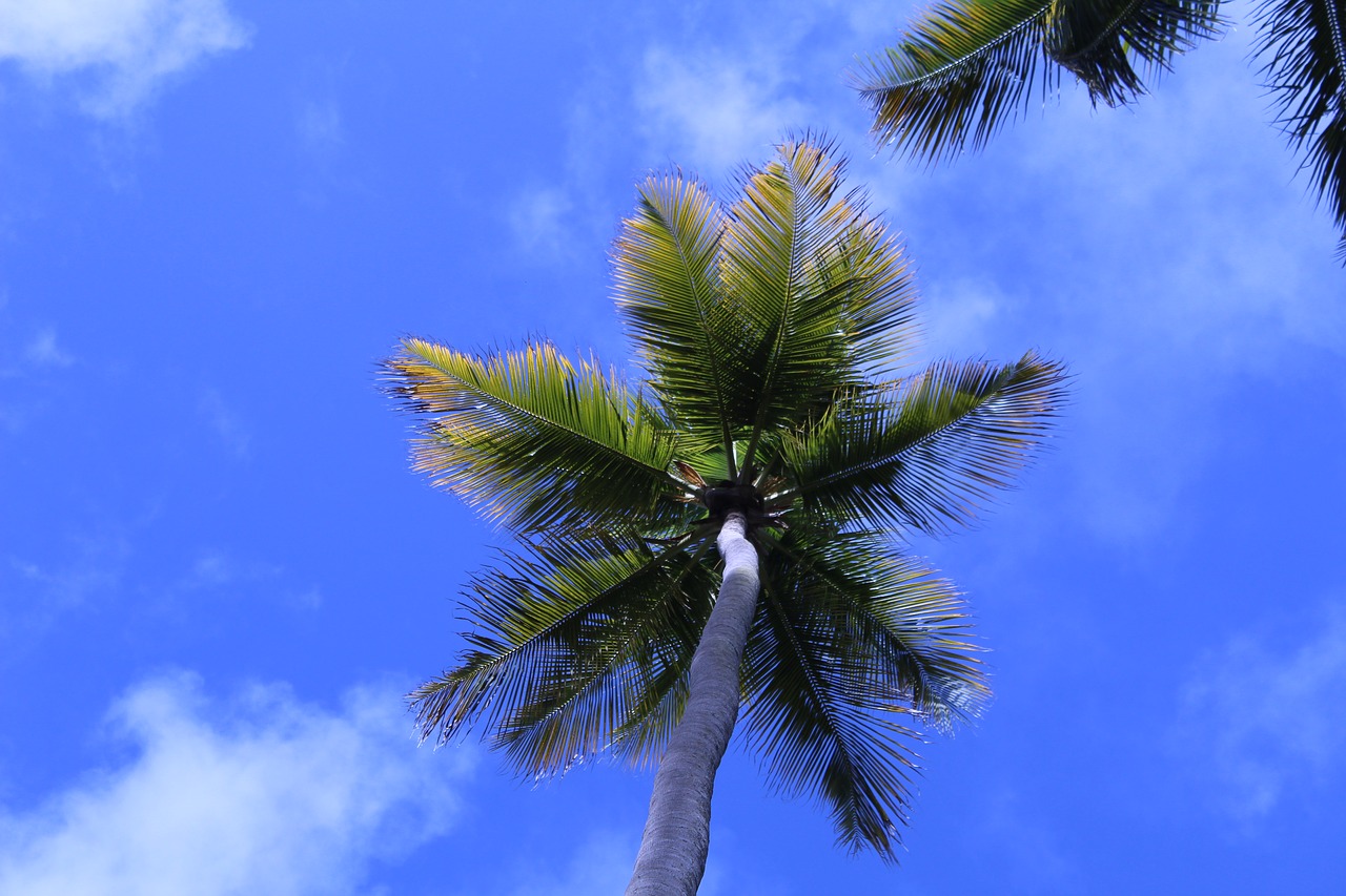 coconut tree beach brazil free photo