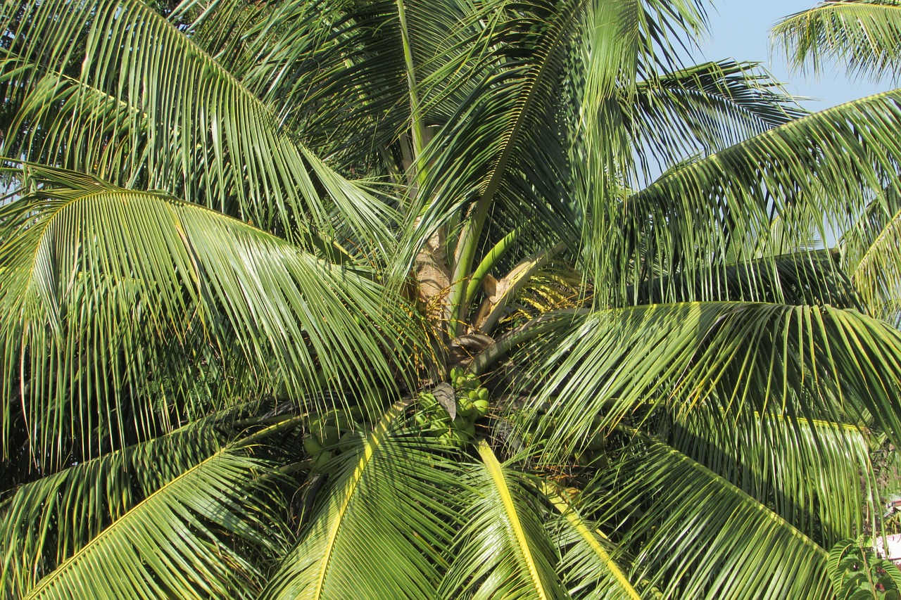coconut tree palm palm tree free photo