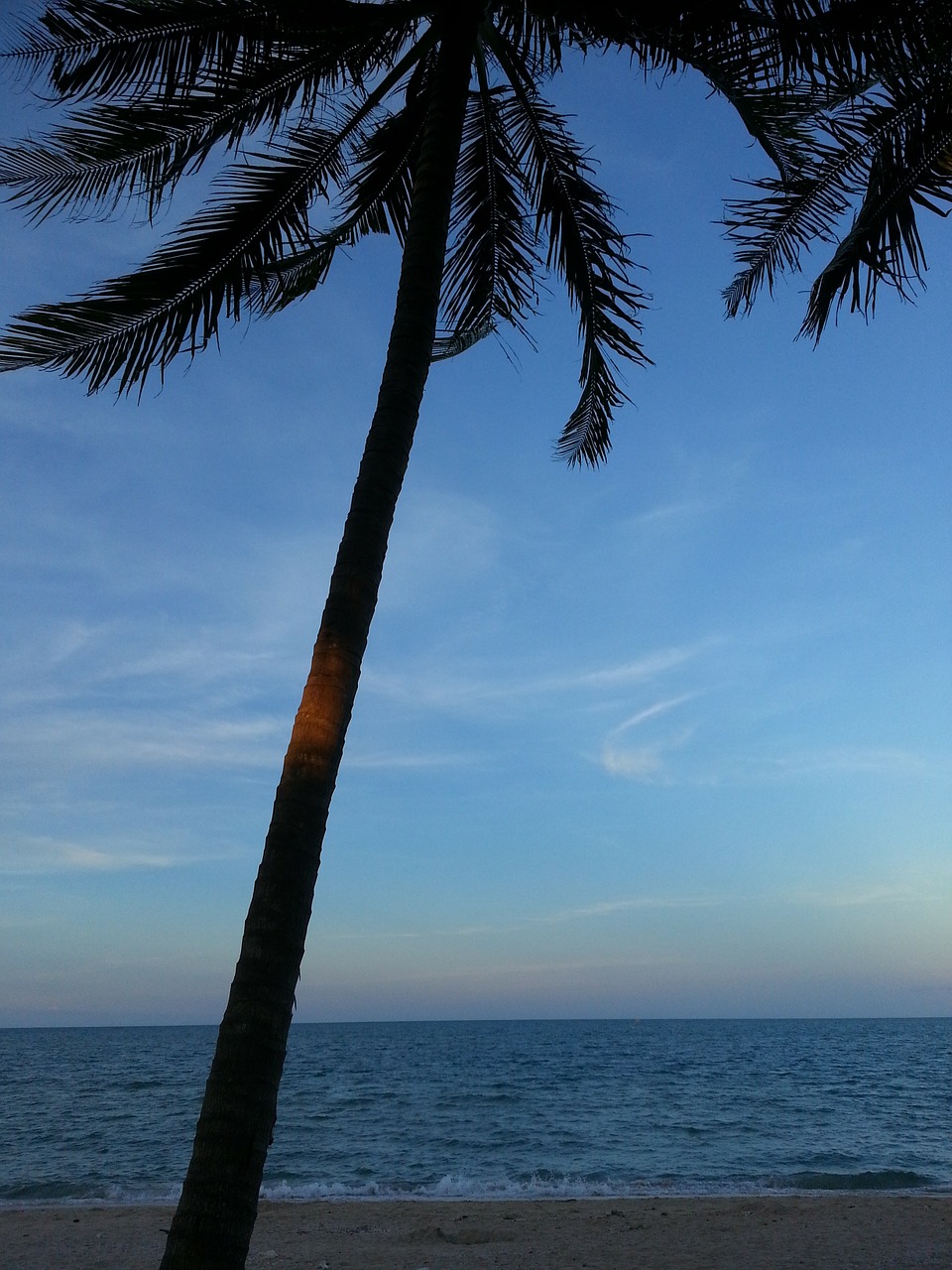 coconut tree beach tree free photo