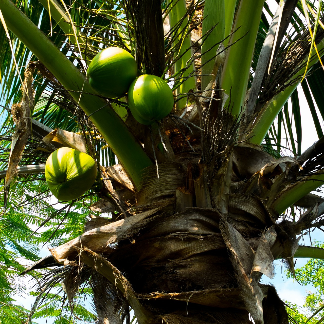 coconut tree palm coconuts free photo