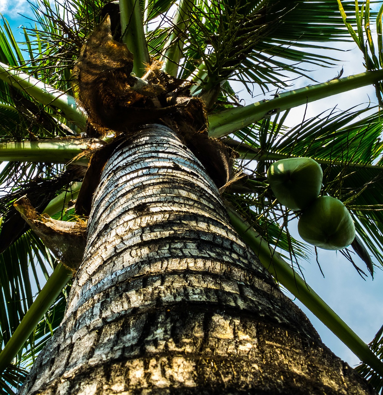 coconut tree palm coconuts free photo