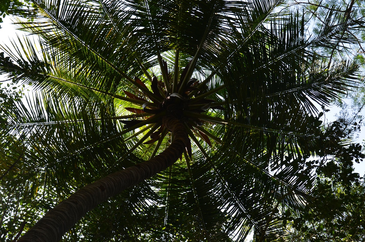 coconut tree palm tree palm free photo