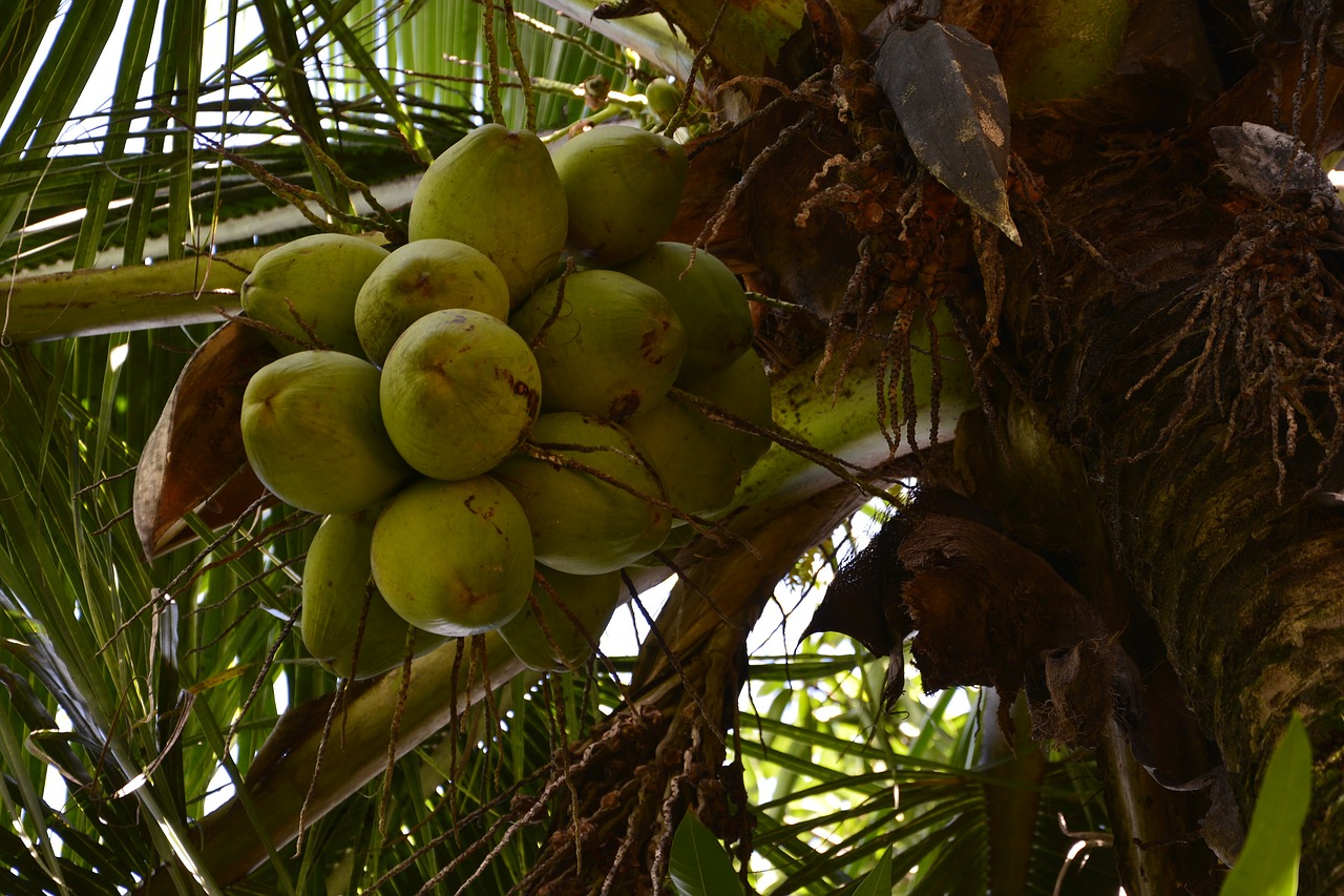 coconut tree coco greens free photo