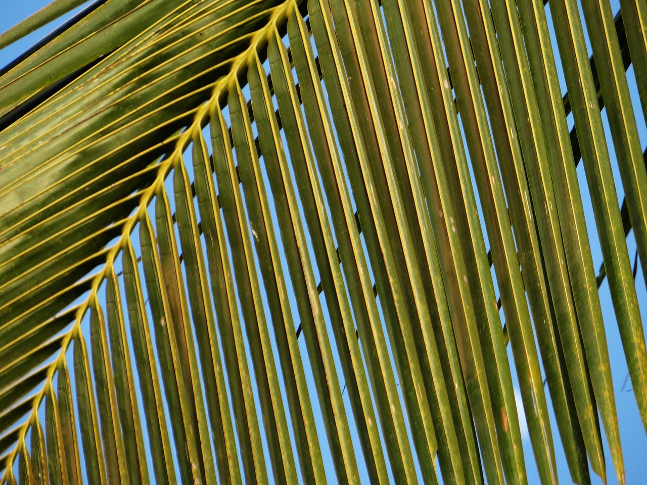 coconut tree leaves leafy free photo
