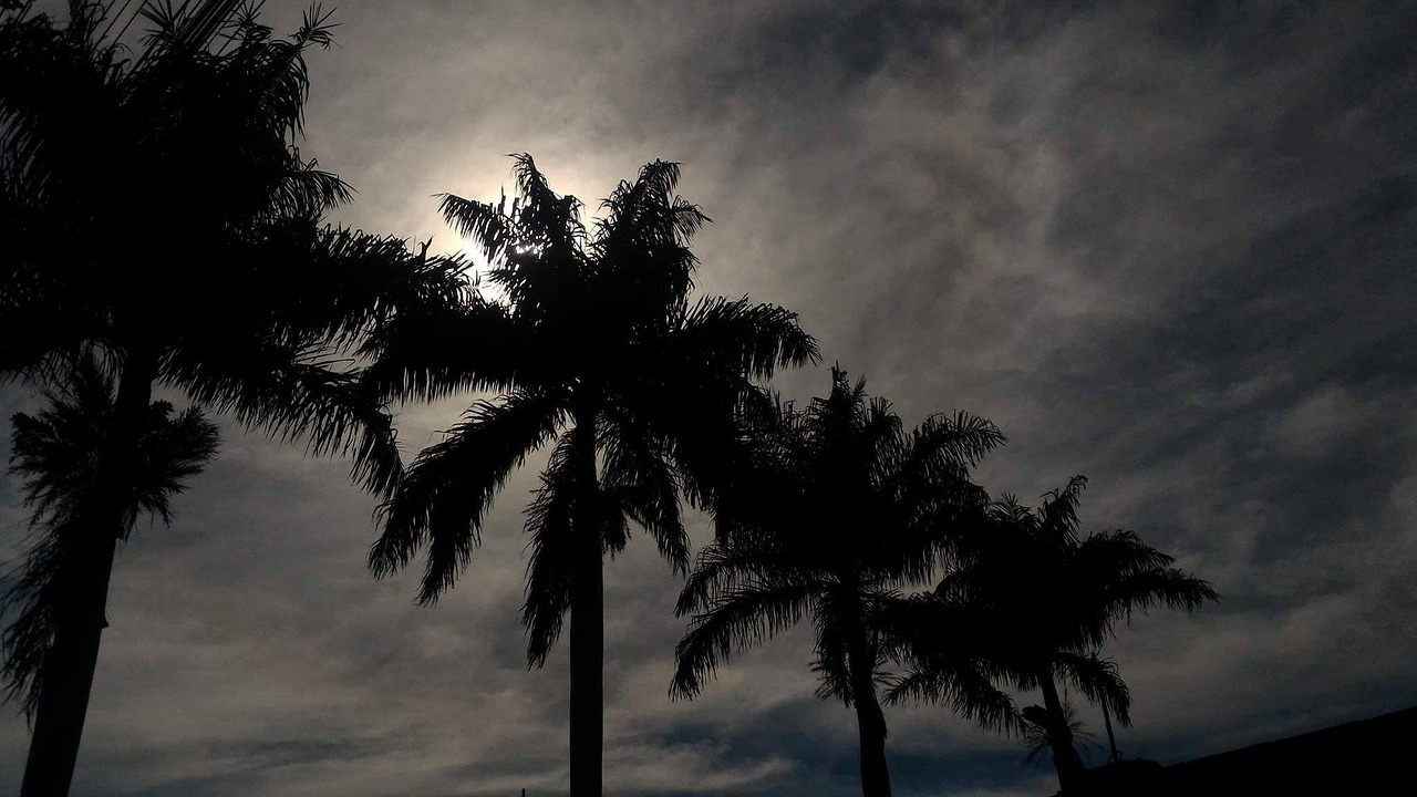 coconut tree sky nature free photo