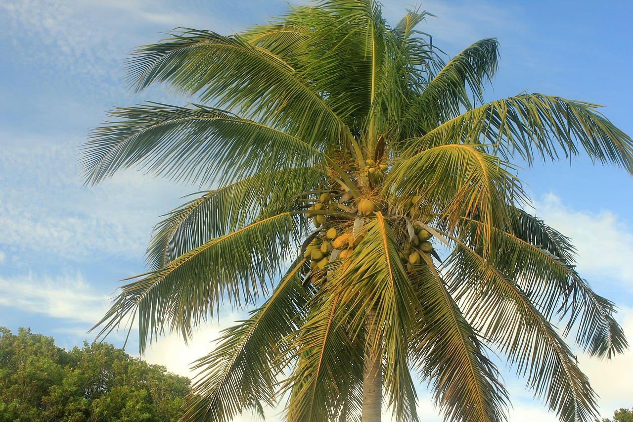 coconut tree palm tree palm free photo