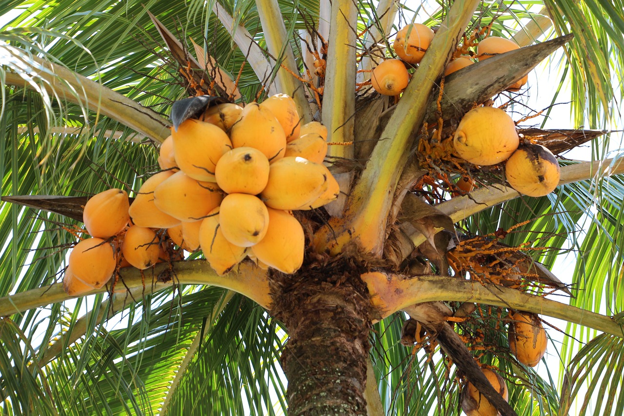 coconut tree  coconut  palm tree free photo