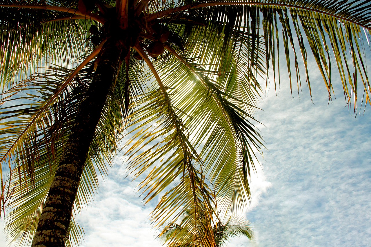 coconut tree  bahia  beach free photo