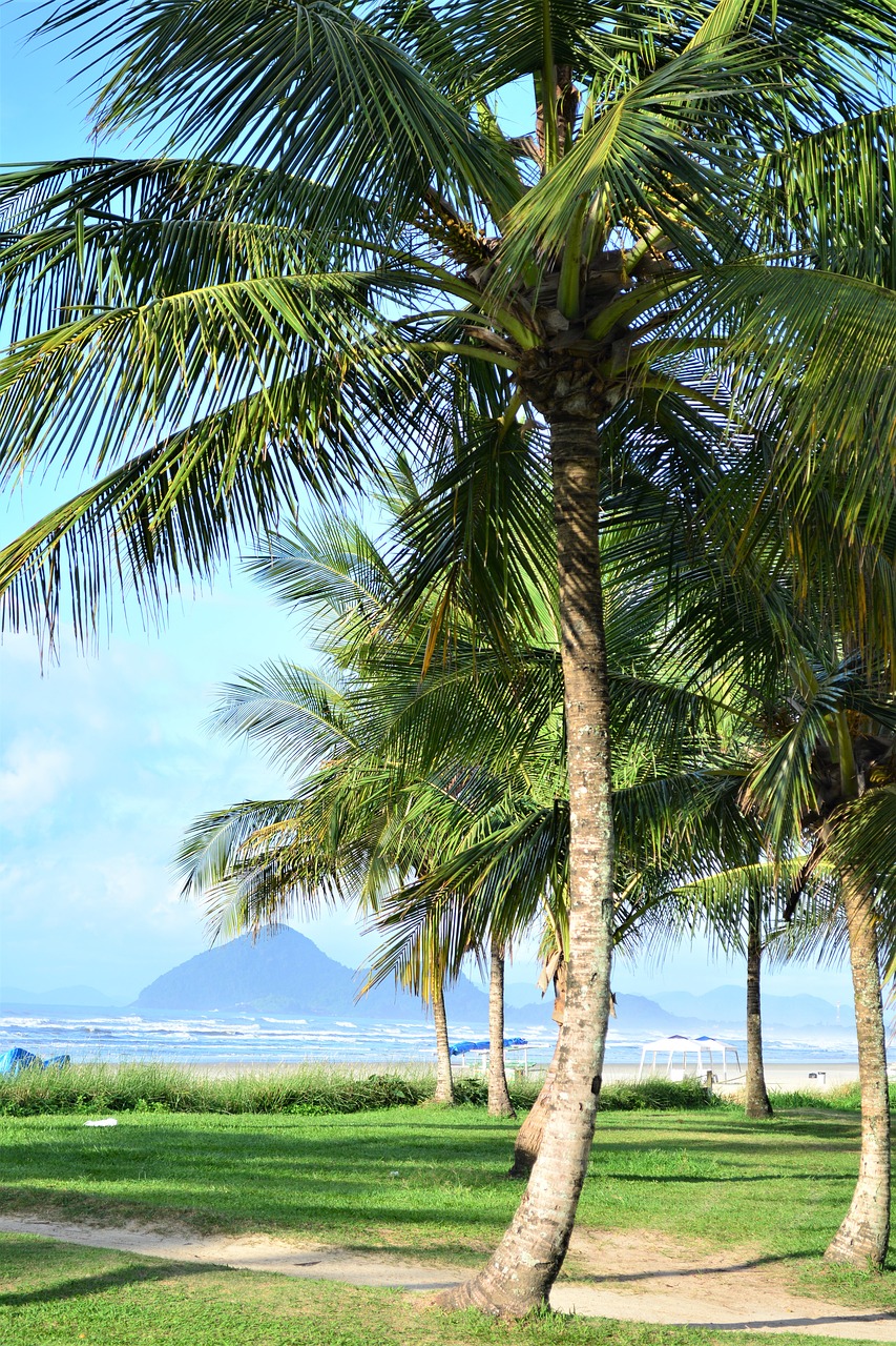 coconut tree  beach  sand free photo