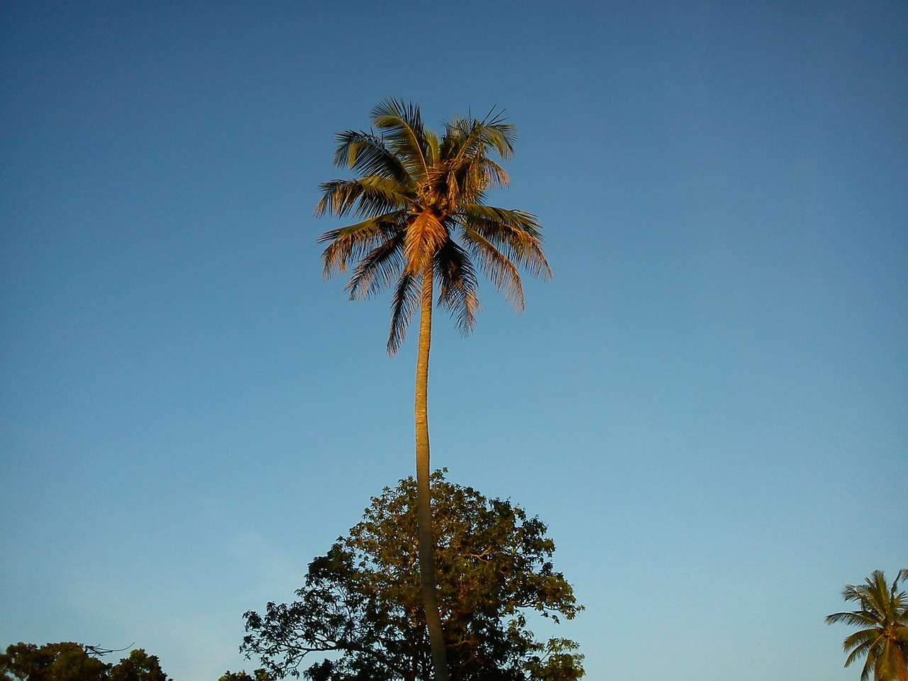 coconut tree palm palm tree free photo