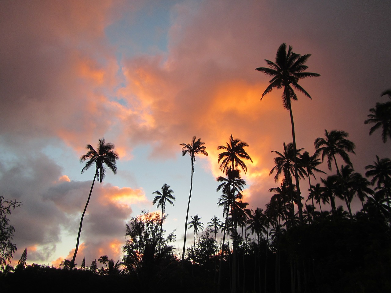 coconut tree sunrise hawaii free photo