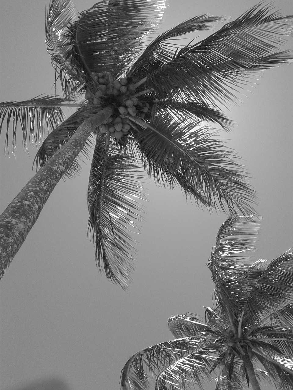 coconut tree nature beach free photo