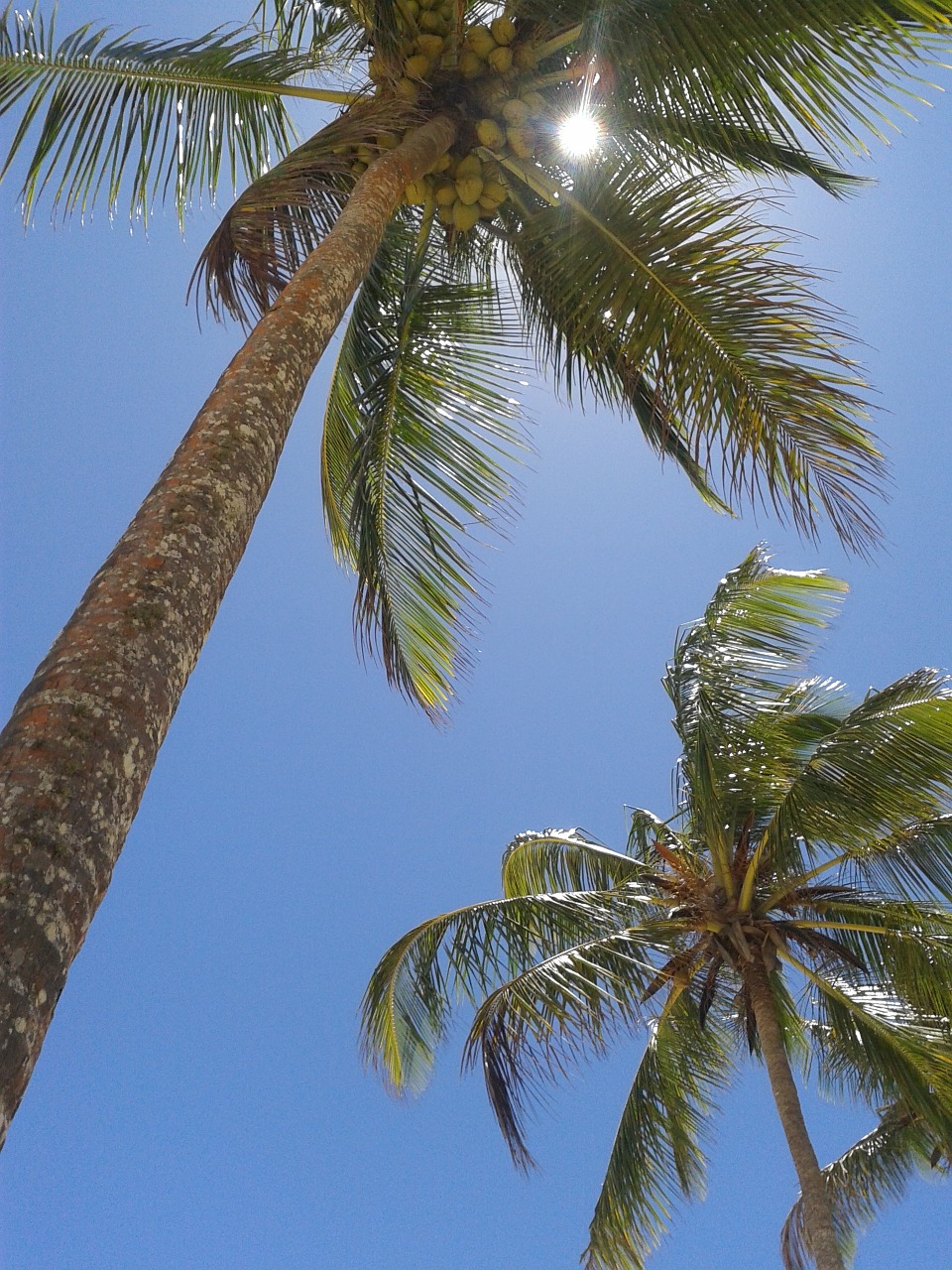 coconut tree nature beach free photo
