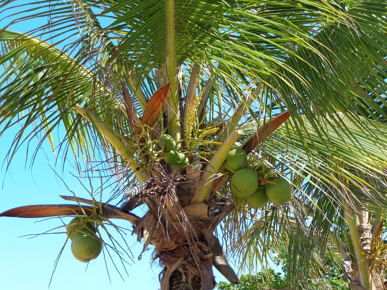 coconut tree coco green free photo