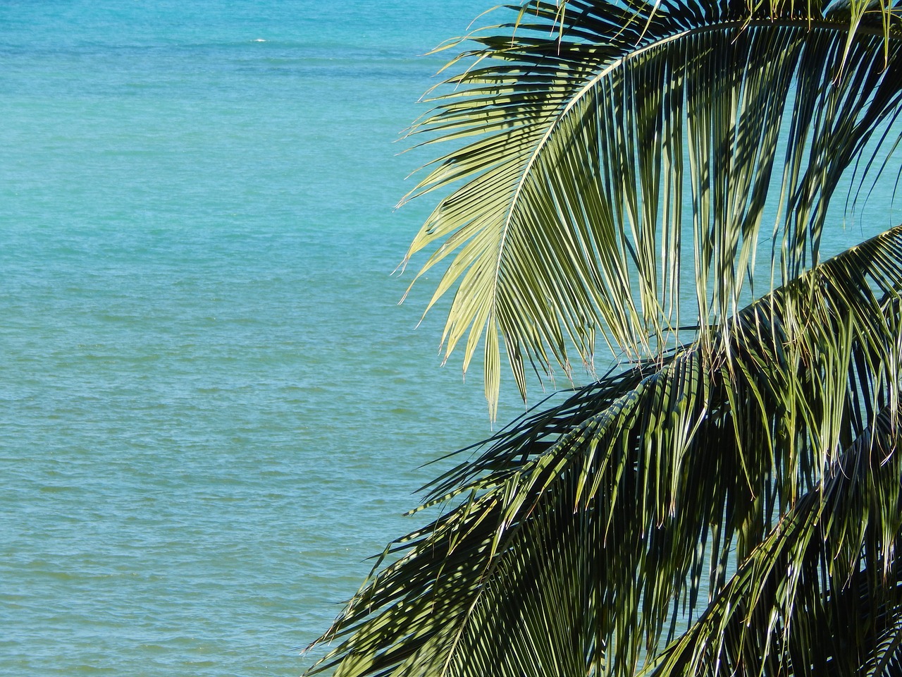 coconut tree mar brazil free photo