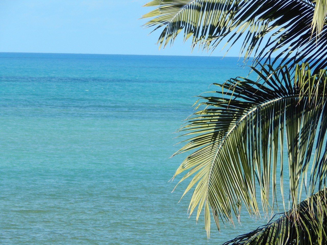 coconut tree mar litoral free photo