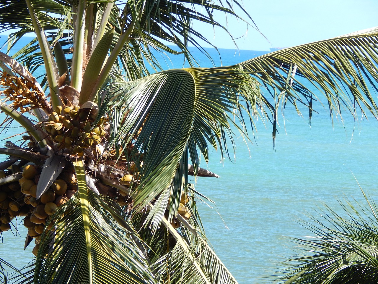 coconut tree mar summer free photo