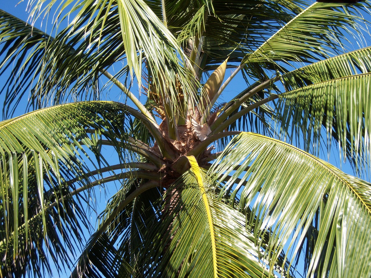 coconut tree caribbean blue sky free photo