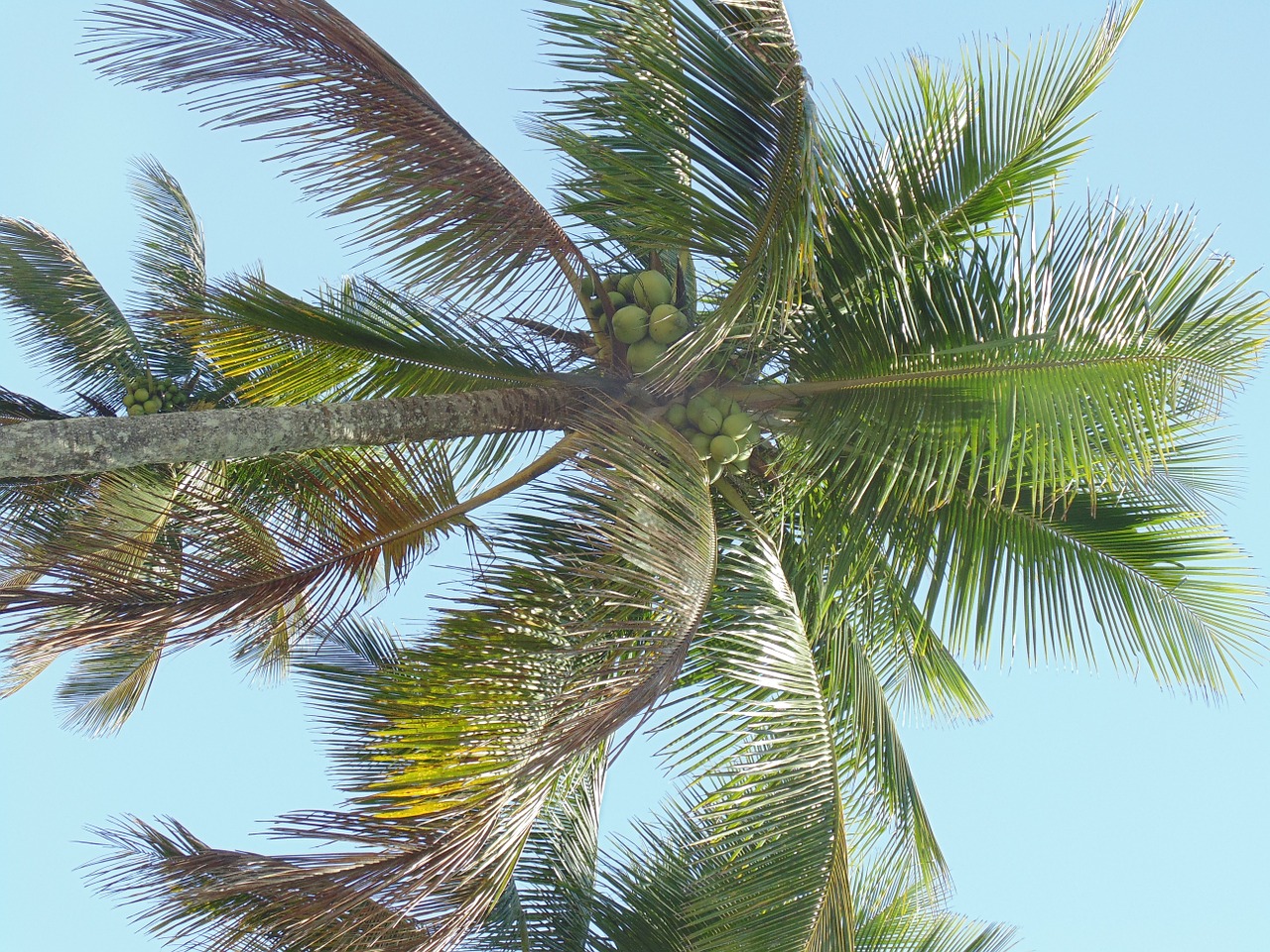 coconut tree tree vegetation free photo