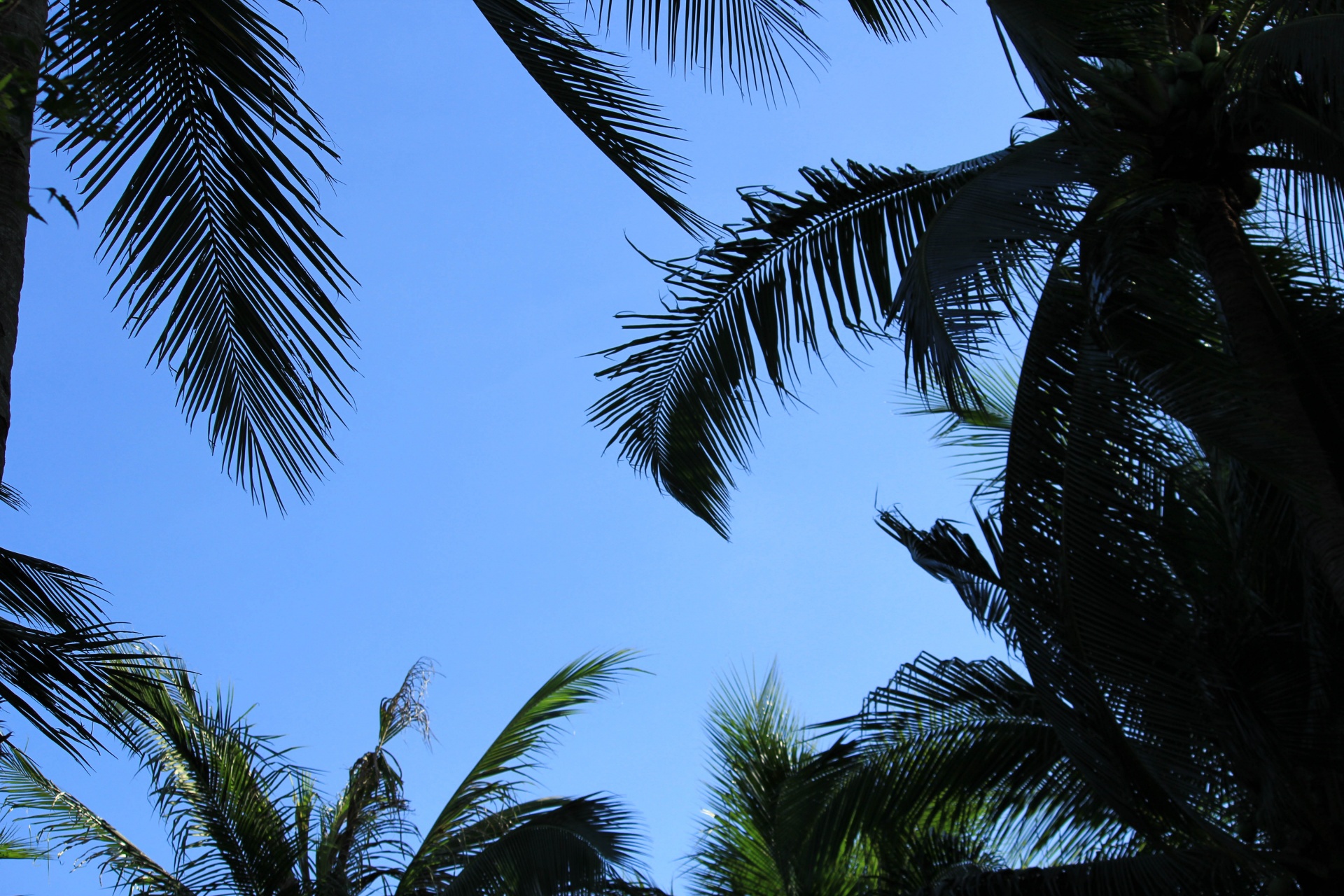 coconut tree blue sky coconut tree blue sky free photo
