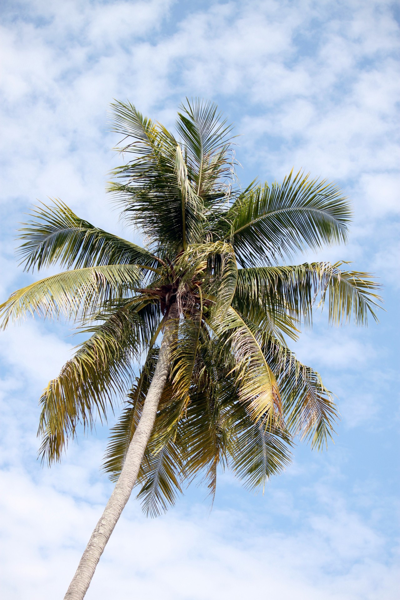 Edit free photo of Coconut,tree,beach,coconut tree on the beach,free ...