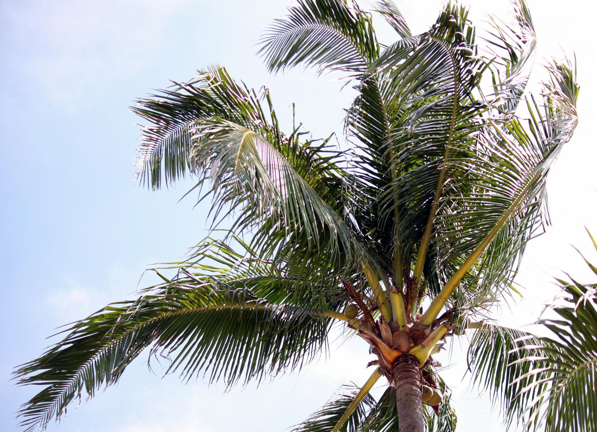 tree top coconut tree with fruit free photo