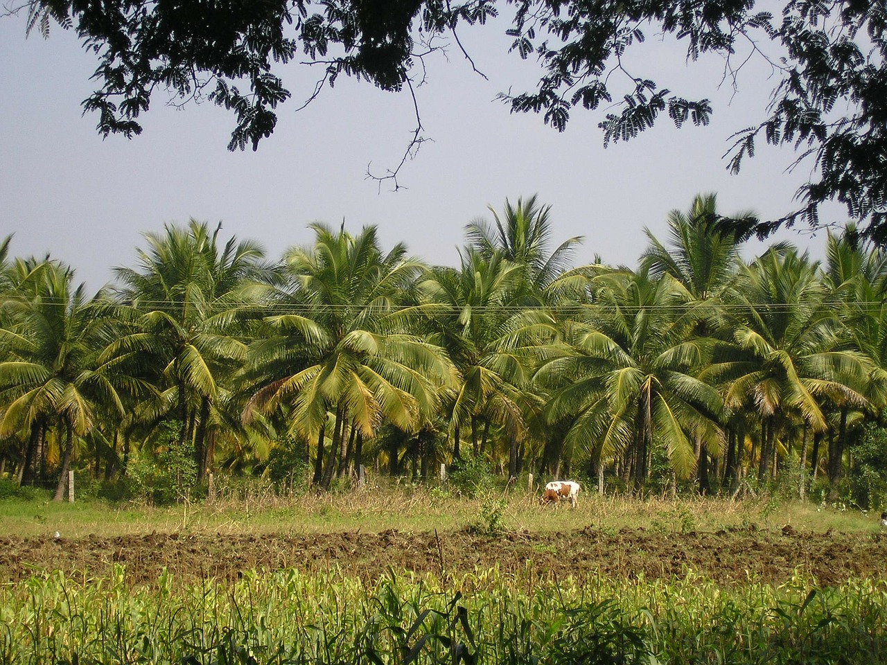 coconut trees india thanjavur free photo